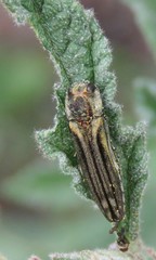 Agrilus aureus