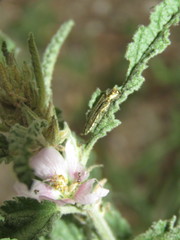 Agrilus aureus
