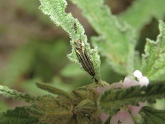 Agrilus aureus