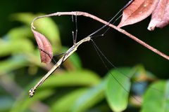 Paraphasma sooretama