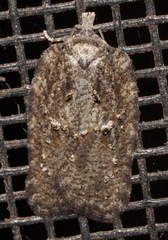 Acleris chalybeana