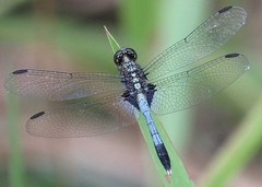 Erythrodiplax basalis