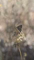 Muschampia alta