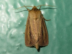 Globia sparganii