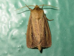 Globia sparganii