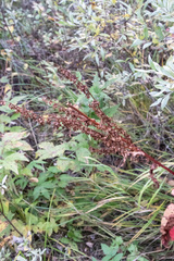 Rumex gmelinii