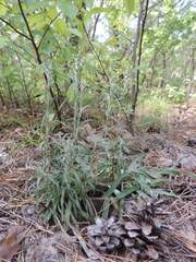 Omalotheca sylvatica