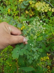 Thalictrum minus appendiculatum