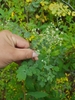 Thalictrum minus appendiculatum - Photo (c) Daba, some rights reserved (CC BY-NC), uploaded by Daba