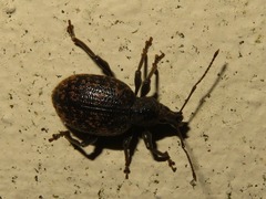 Otiorhynchus aurifer