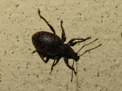 Otiorhynchus aurifer