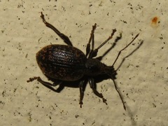 Otiorhynchus aurifer