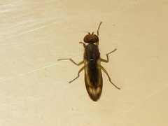 Opomyza germinationis