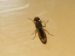 Opomyza germinationis