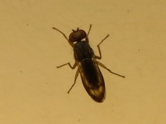 Opomyza germinationis