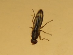 Opomyza germinationis