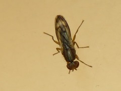 Opomyza germinationis