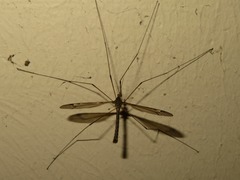 Tipula lateralis