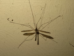 Tipula lateralis