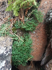 Selaginella sanguinolenta