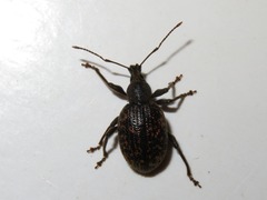 Otiorhynchus aurifer