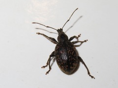 Otiorhynchus aurifer