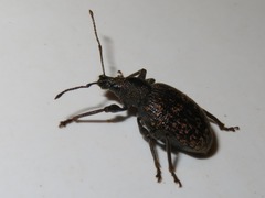 Otiorhynchus aurifer