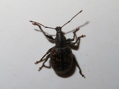 Otiorhynchus aurifer