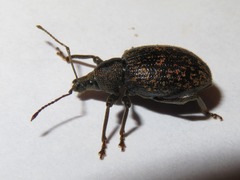 Otiorhynchus aurifer