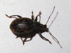 Otiorhynchus aurifer