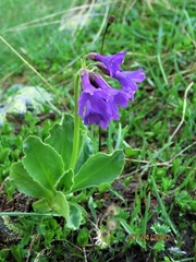 Primula latifolia