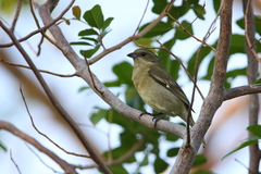 Spindalis zena townsendi