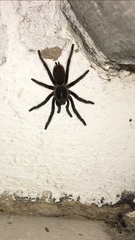 Acentropelma