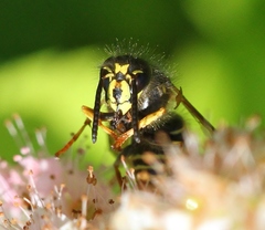 Dolichovespula norvegicoides