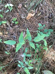 Centrosema virginianum