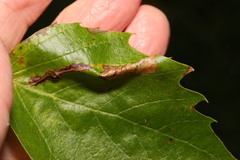 Phyllonorycter platani