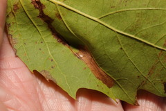 Phyllonorycter platani