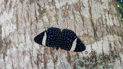 Hamadryas laodamia saurites