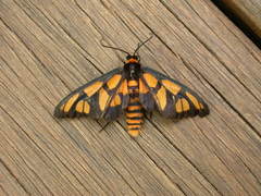 Amata trigonophora
