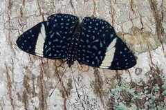 Hamadryas laodamia saurites