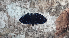 Hamadryas laodamia saurites