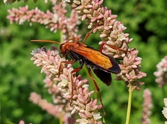 Hemipepsis mauritanica