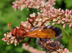 Hemipepsis mauritanica
