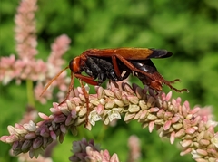 Hemipepsis mauritanica