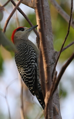 Melanerpes superciliaris blakei