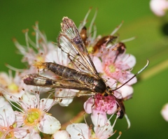 Synanthedon acerrubri