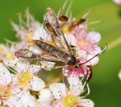 Synanthedon acerrubri