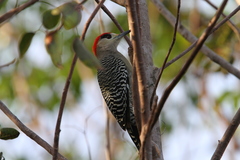 Melanerpes superciliaris blakei