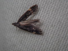 Aproaerema anthyllidella