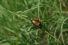 Poecilocoris druraei